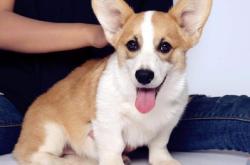 赤峰柯基繁殖中心電話號碼