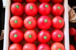 赤峰市草莓配送公司電話號碼