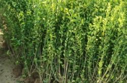 遼寧桃葉衛(wèi)矛樹(shù)