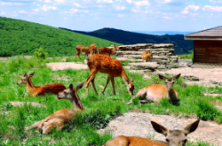 赤峰雙通駕校催教練電話號碼