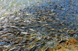 赤峰小平水產(chǎn)店電話號碼查詢