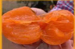 赤峰收柿子客商電話是多少號(hào)