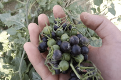 赤峰龍葵小院訂餐電話號(hào)碼查詢