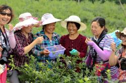 赤峰采摘園藍(lán)莓電話號碼查詢