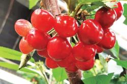 赤峰附近收樹枝電話號(hào)碼是多少