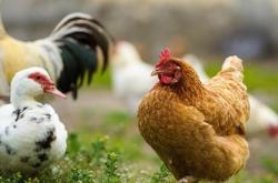 赤峰自家散養(yǎng)雞場電話號碼