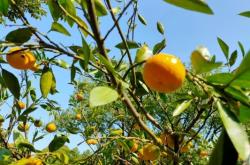 赤峰煦誠水果基地電話號碼