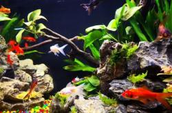 赤峰摩爾城水族館電話(huà)號(hào)碼