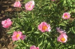 赤峰松山區(qū)新城駕校電話是多少