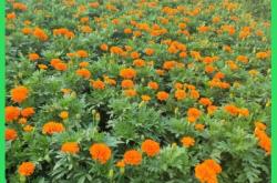 赤峰孔雀草盆栽商家電話