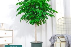 赤峰綠植送貨上門電話號(hào)碼