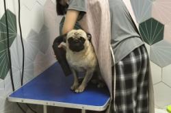 赤峰狗狗洗澡團(tuán)購電話地址查詢