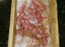 赤峰市種兔廠電話地址查詢