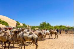 赤峰駱駝玩具廠地址電話號碼