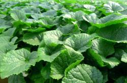 赤峰出售煤礦抑塵劑電話號碼