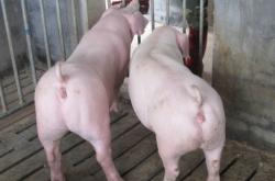 赤峰母豬廠家電話號碼查詢