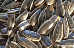 赤峰瓜子大顆粒廠家電話號(hào)碼