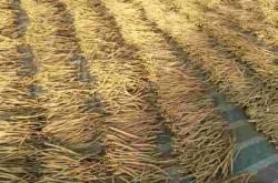 赤峰防風(fēng)種植戶電話多少號(hào)