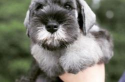 赤峰正規(guī)狗舍電話號碼多少