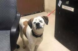 赤峰流浪動物救助站電話號碼