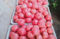 赤峰果勝水果批發(fā)電話號碼