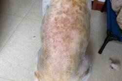 赤峰寵物上門打針電話是多少號