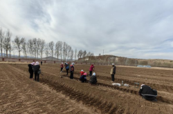 赤峰小麥主產(chǎn)區(qū)