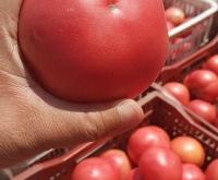 赤峰蔬菜販子電話號碼查詢