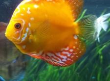 赤峰魚店水族館電話號碼