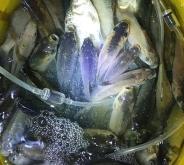 赤峰古玩城漁具電話(huà)地址查詢(xún)