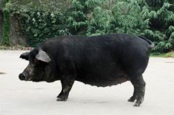 赤峰市出售豬苗信息電話號碼