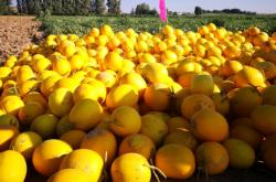 內(nèi)蒙古赤峰打農(nóng)藥電話號碼