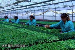 赤峰寧城蔬菜基地電話號碼