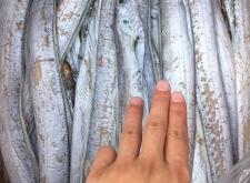 赤峰三合冷庫帶魚電話號碼