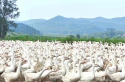 赤峰養(yǎng)殖大鵝廠家電話多少