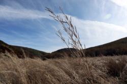 赤峰市收購蘆葦電話地址是多少