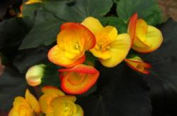 赤峰新花草市場(chǎng)地址電話號(hào)碼