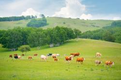 赤峰澳亞第七牧場(chǎng)電話號(hào)碼