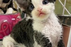 赤峰本地貓舍電話號碼查詢