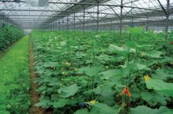 赤峰賣蔬菜苗的電話號碼