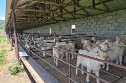 赤峰養(yǎng)殖場