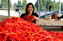 辣椒收購(gòu)廠家電話