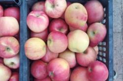 赤峰街邊賣蘋果電話號(hào)碼是多少