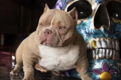 赤峰出售惡霸犬的地方電話是多少