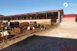 赤峰三萬(wàn)頭養(yǎng)牛場(chǎng)電話號(hào)碼