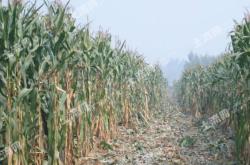 赤峰種植土廠家電話地址查詢