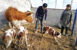 赤峰附近養(yǎng)牛戶電話多少號(hào)