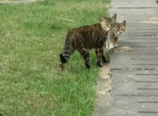 赤峰市流浪貓領(lǐng)養(yǎng)電話號(hào)碼