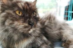 赤峰領(lǐng)養(yǎng)貓狗電話號(hào)碼查詢