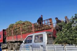 赤峰黃楊種植基地電話號碼